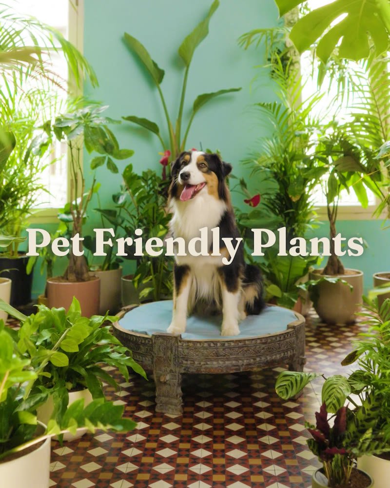 EasyPlant Bundle